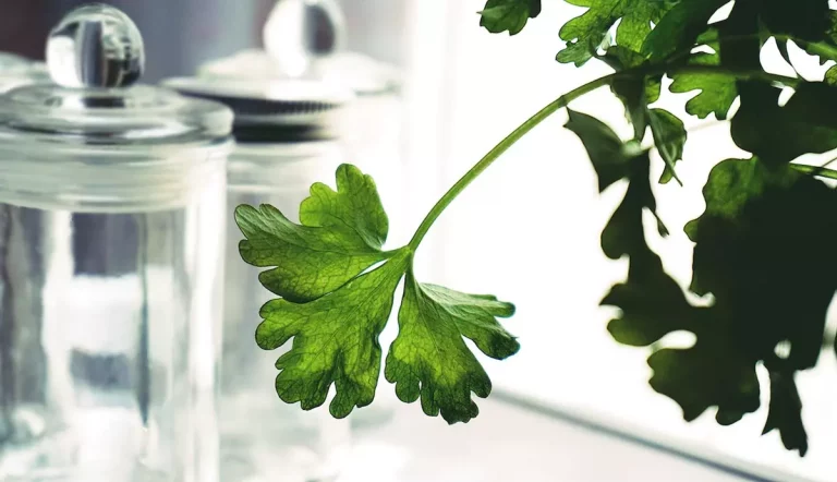 Jak zioła wspomagają układ odpornościowy?
