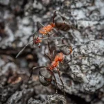 Zwalczanie Mrówek – Skuteczne Sposoby i Pomoc DDD Serwis