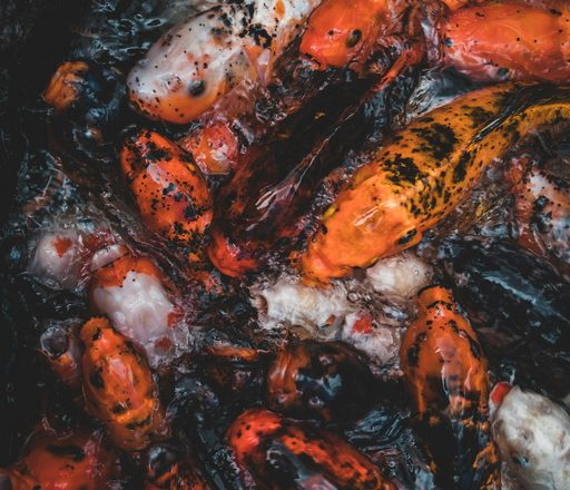 Jakie ryby łączą się dobrze w jednym stawie?